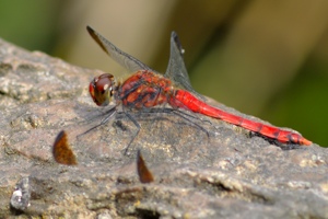 コノシメトンボ