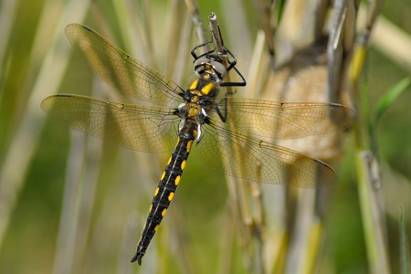 トラフトンボ ♂