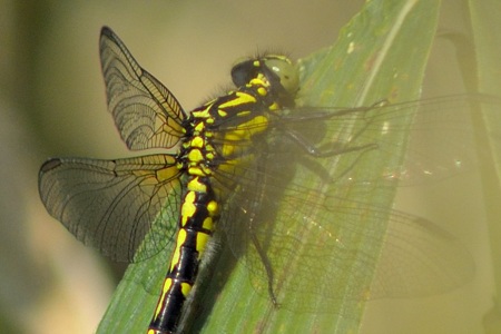 オグマサナエ ♀ 2