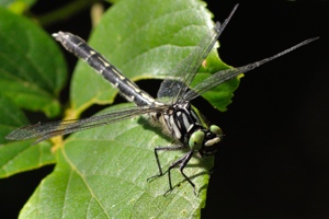 フタスジサナエ