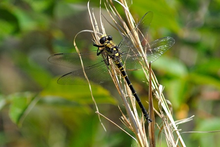 ムカシヤンマ ♂