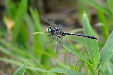 フタスジサナエ ♂