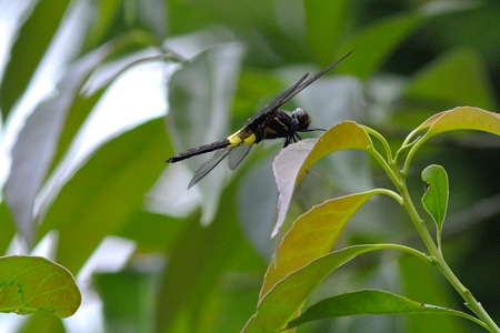 コシアキトンボ ♂ 未成熟個体