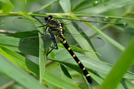 コオニヤンマ ♀