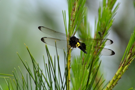 コシアキトンボ ♀ 未成熟個体