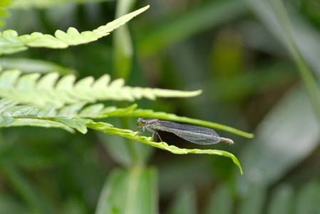 クロイトトンボ ♀