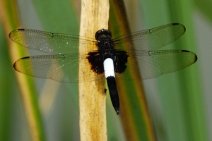 コシアキトンボ