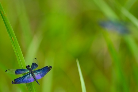 チョウトンボ ♂ その2