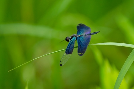 チョウトンボ ♂ その1