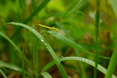 キイトトンボ ♂ 正面