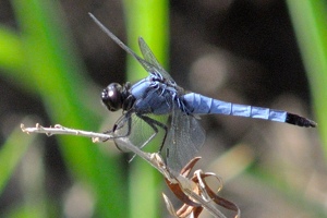 オオシオカラトンボ