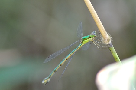 オオアオイトトンボ ♀ 成熟個体
