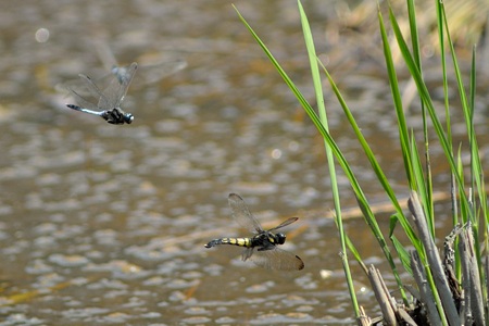 オオシオカラトンボ ♀ 飛翔