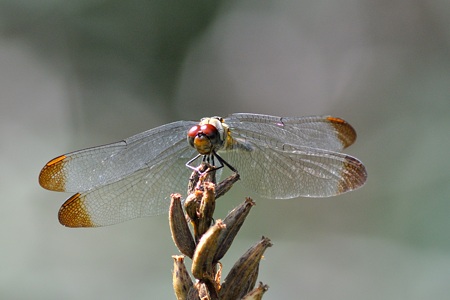 リスアカネ ♀ 正面