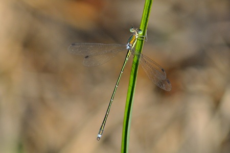 オオアオイトトンボ ♂