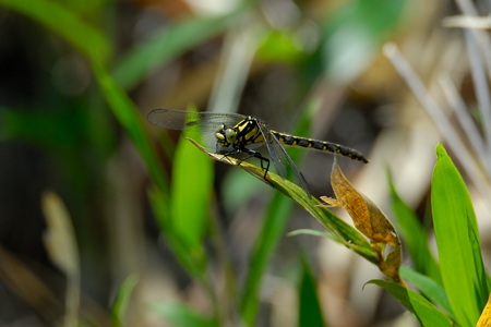フタスジサナエ ♀