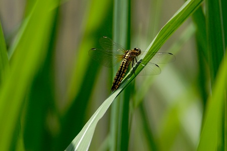 ハラビロトンボ ♀ やや側面