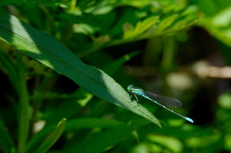 セスジイトトンボ ♂