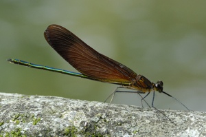 ミヤマカワトンボのページ