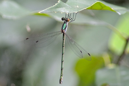 オオアオイトトンボ ♀ 未成熟個体
