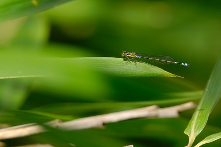 クロイトトンボ ♂ 未成熟