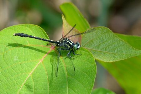 オグマサナエ ♂ 2