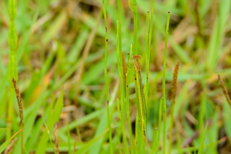 キイトトンボ ♂ 未成熟