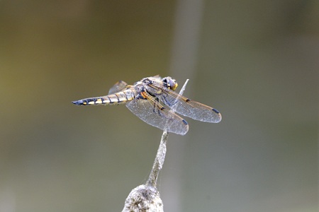 ヨツボシトンボ ♂ 側面