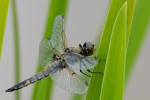 ヨツボシトンボ