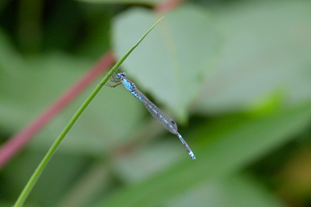 ホソミオツネントンボ ♂