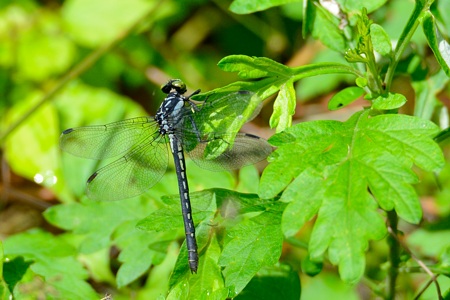 ダビドサナエ ♀ 1
