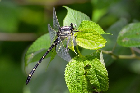 コオニヤンマ ♂