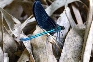 アオハダトンボのページ