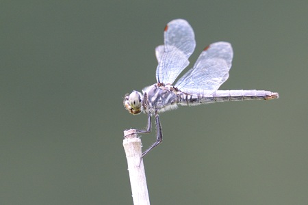 コフキトンボ ♀