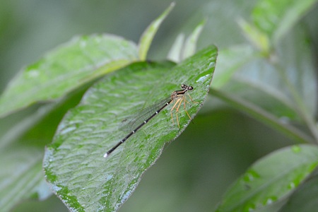 モノサシトンボ ♀ 未成熟