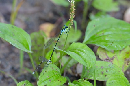 モノサシトンボ ペア