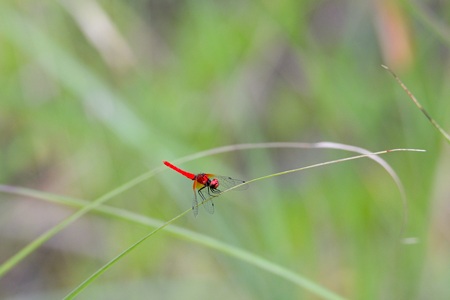 ハッチョウトンボ ♂