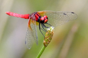 ハッチョウトンボ