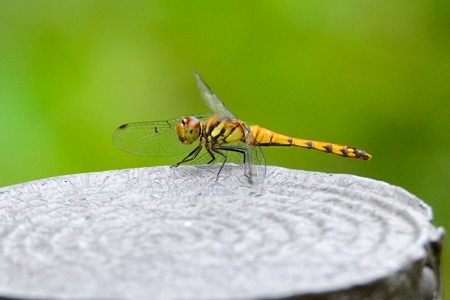 ナツアカネ ♀ 真夏の個体