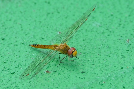 ウスバキトンボ ♀ フェリーのデッキにて