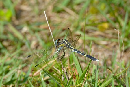 シオカラトンボ ♀ やや側面