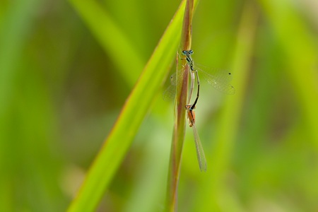 アジアイトトンボ ペア