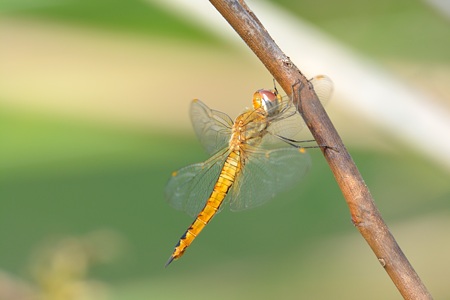 ウスバキトンボ  ♂ 側面