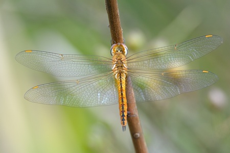 ウスバキトンボ ♂ 上面