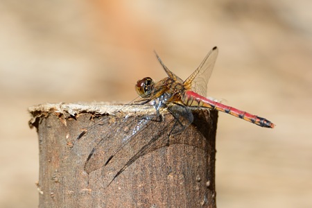 ナツアカネ ♀ 秋の成熟体