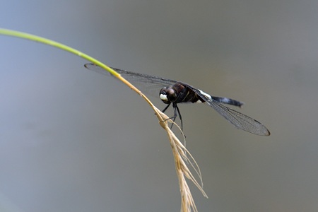 コシアキトンボ ♂