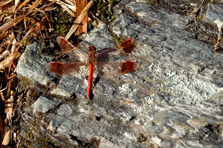 ミヤマアカネ ♂ 上面