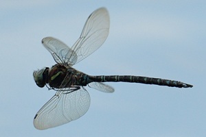 オオルリボシヤンマ