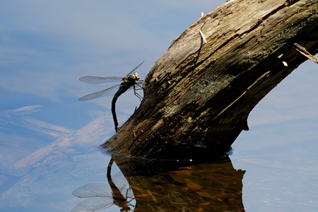 オオルリボシヤンマ ♀ 産卵