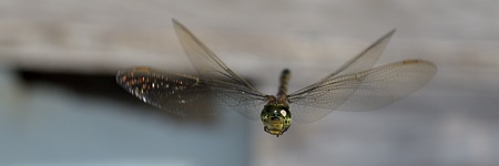 オオルリボシヤンマ ♀ の飛翔1